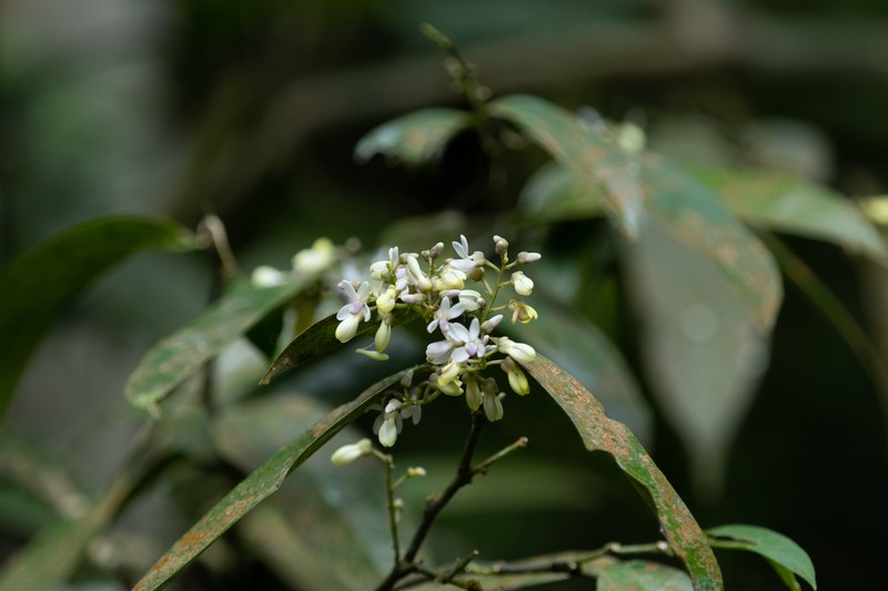Xanthophyllum zeylanicum photo 8