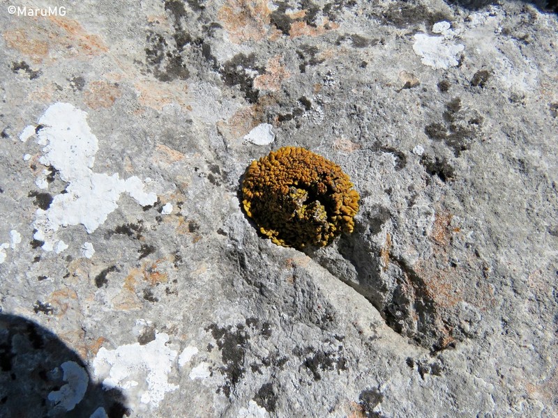 Texas Xanthopsorella Lichen