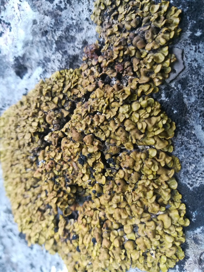 Texas Xanthopsorella Lichen photo 2
