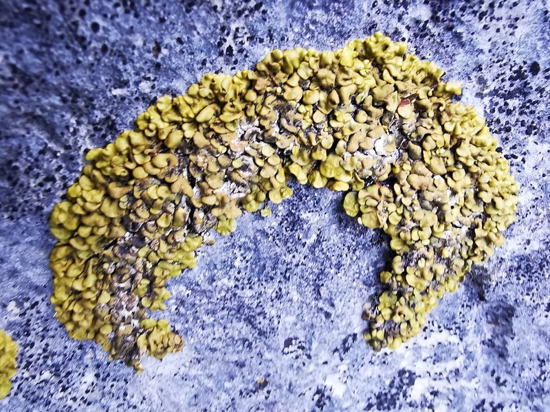 Texas Xanthopsorella Lichen photo 3
