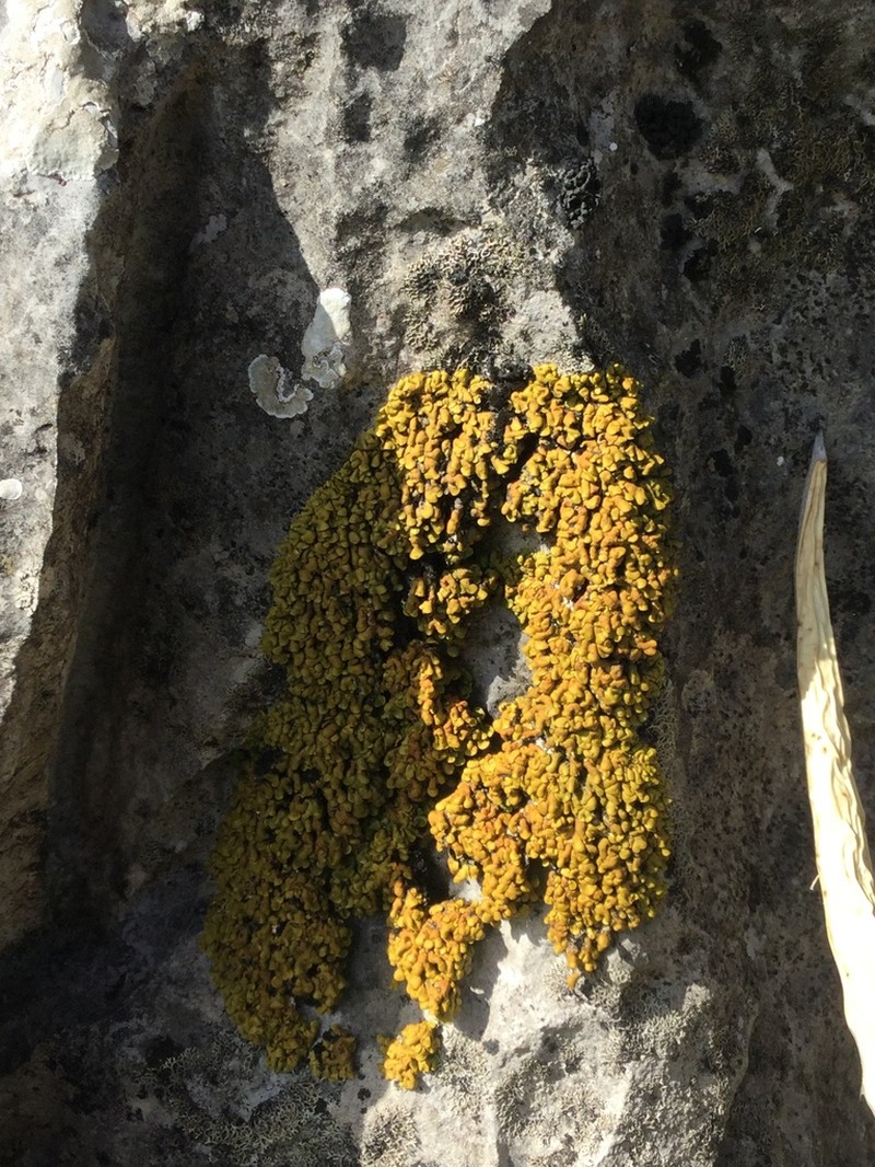Texas Xanthopsorella Lichen photo 4