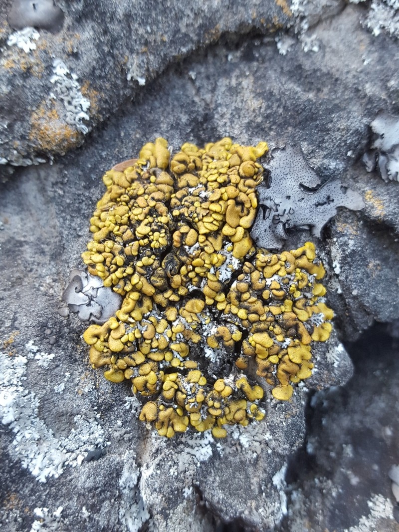 Texas Xanthopsorella Lichen photo 5
