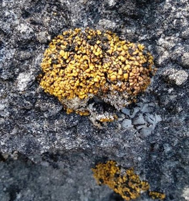 Texas Xanthopsorella Lichen photo 6