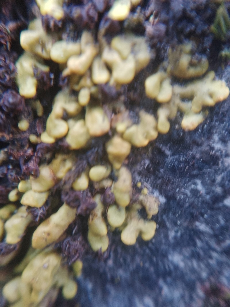 Texas Xanthopsorella Lichen photo 7