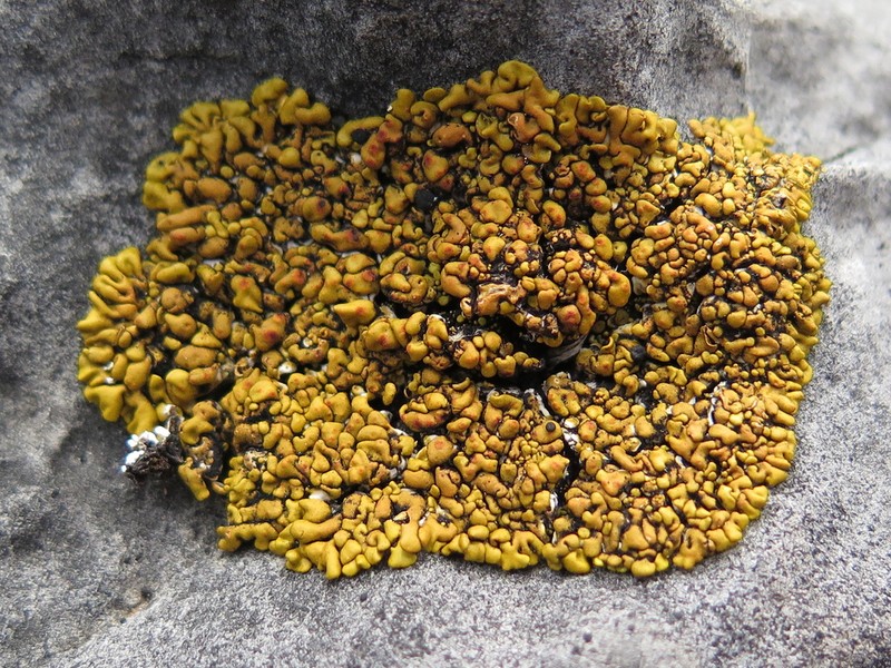 Texas Xanthopsorella Lichen photo 8