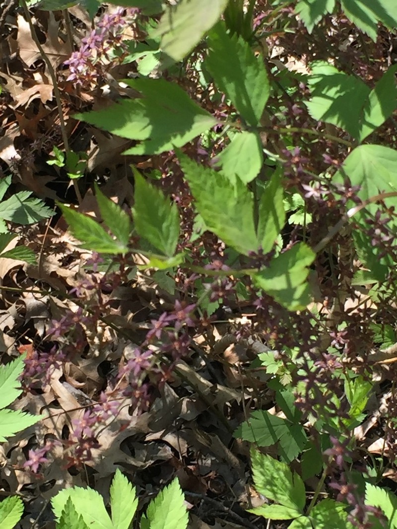Yellowroot photo 5