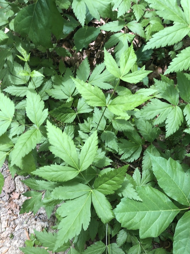 Yellowroot photo 6