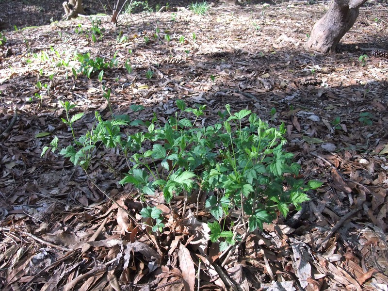 Yellowroot photo 6