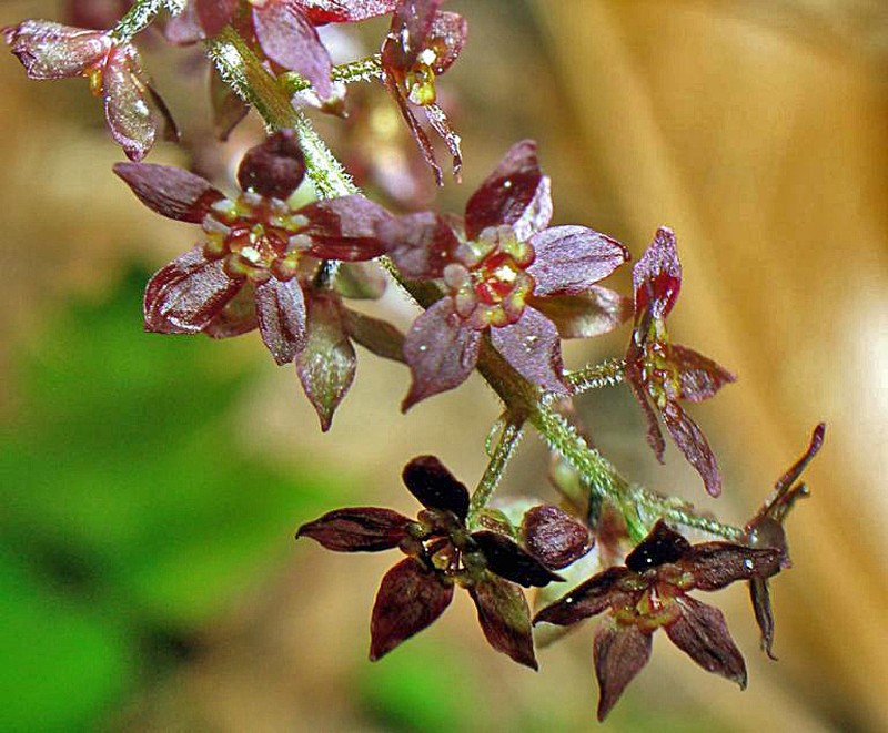 Yellowroot photo 7