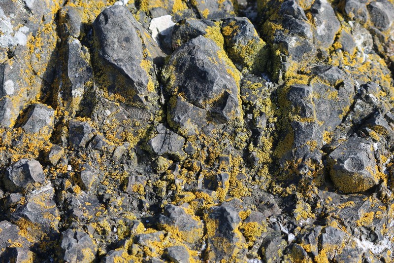 Orange Wall Lichen photo 2