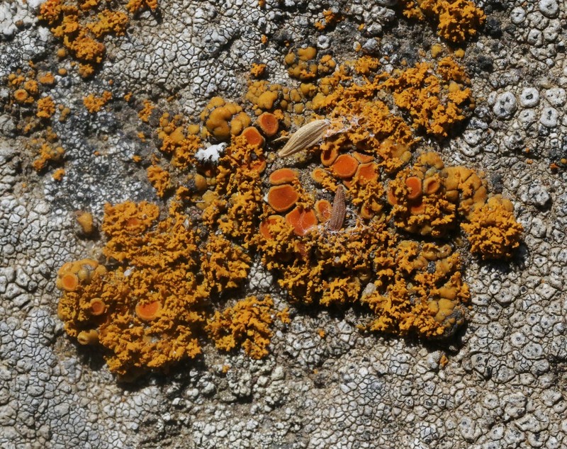 Orange Wall Lichen photo 3