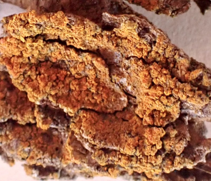 Orange Wall Lichen photo 4
