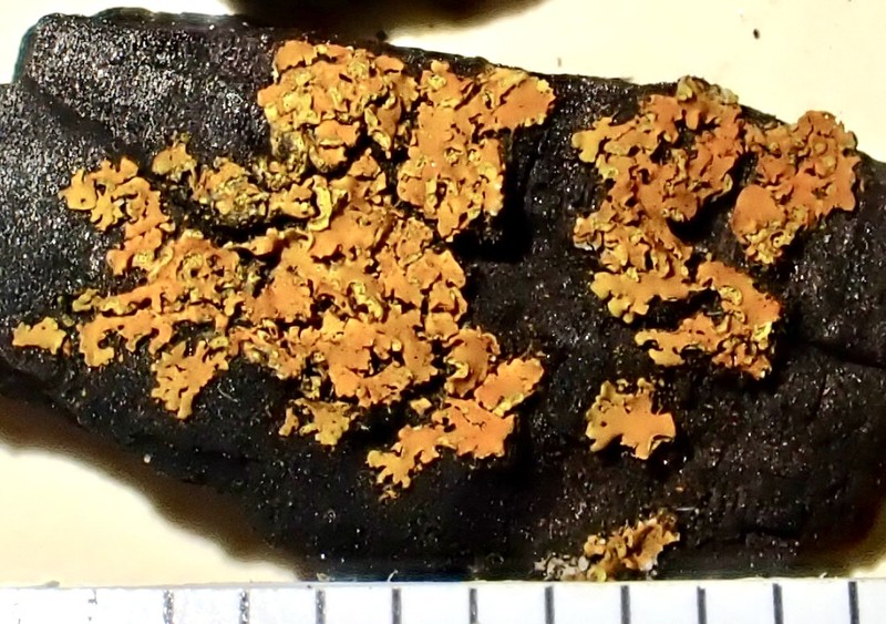 Orange Wall Lichen photo 5