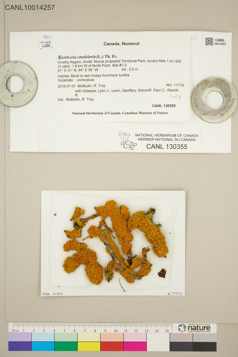 Orange Wall Lichen photo 6