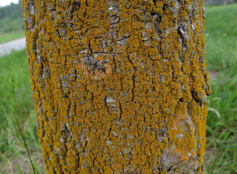 Orange Wall Lichen