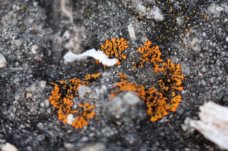 Elegant Orange Wall Lichen photo 4