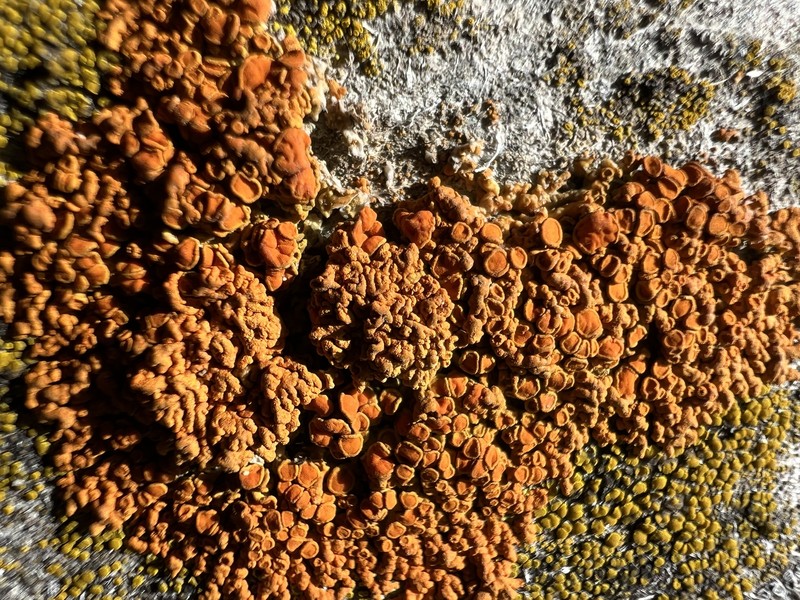Elegant Orange Wall Lichen photo 5