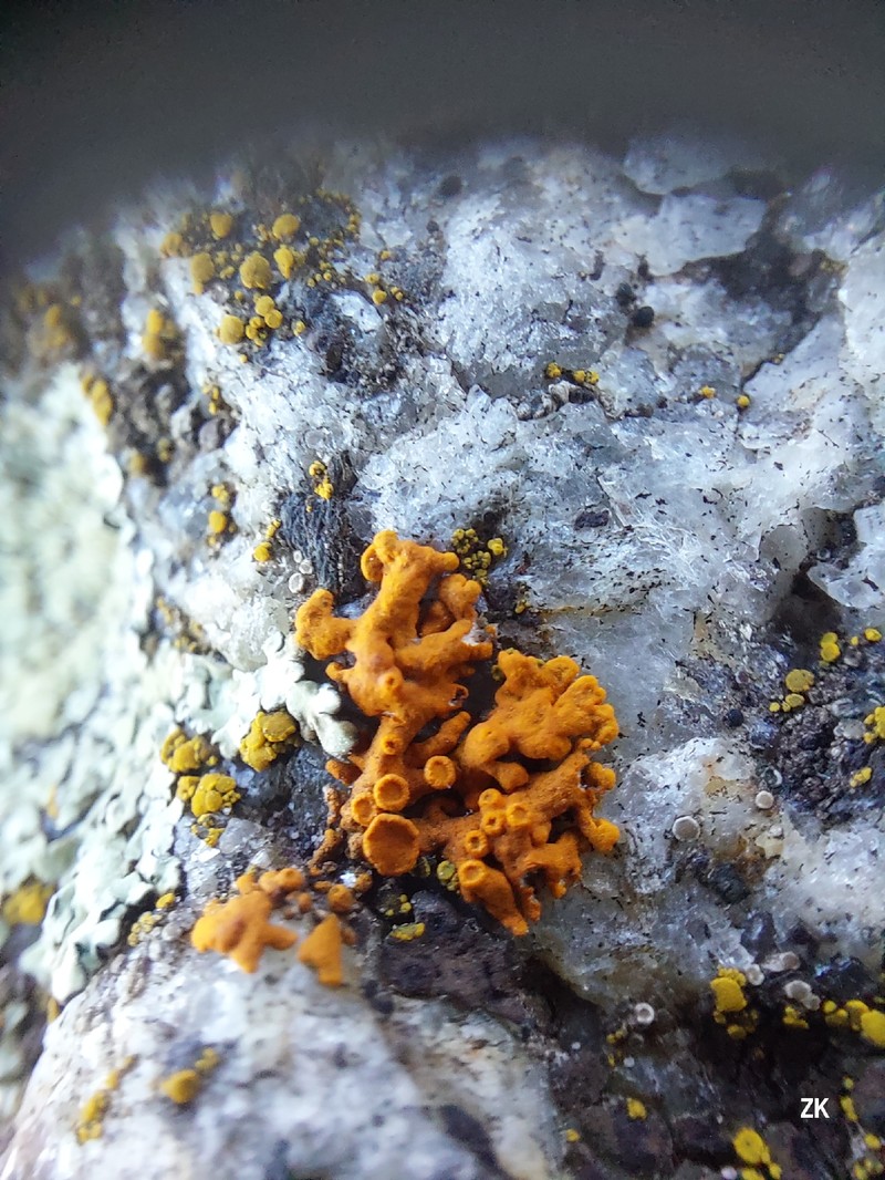 Elegant Orange Wall Lichen photo 6