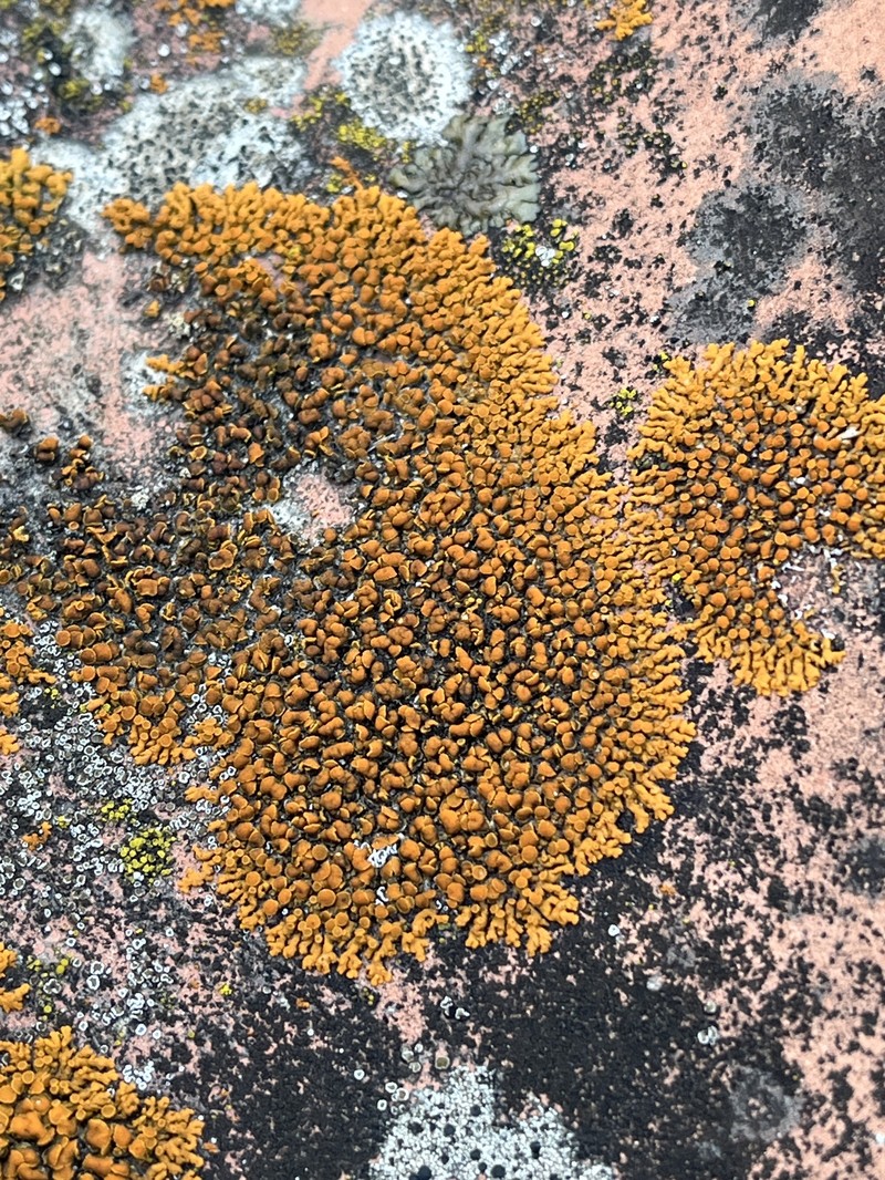 Elegant Orange Wall Lichen photo 7