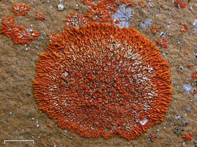 Elegant Orange Wall Lichen