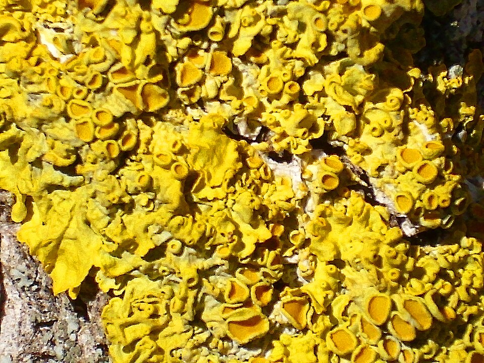 Orange Wall Lichen photo 2