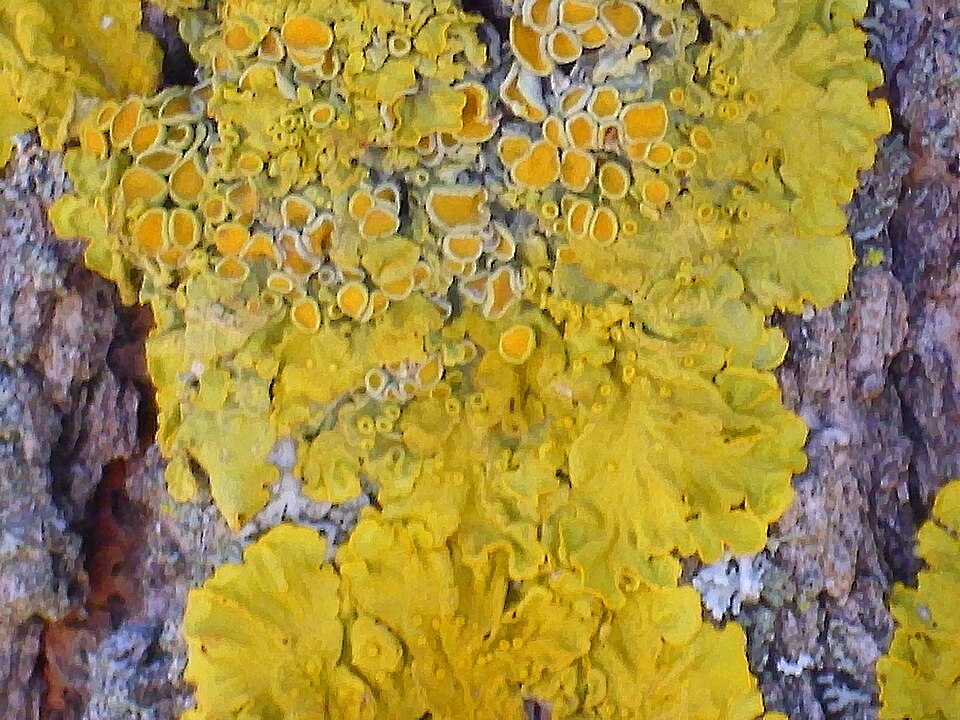 Orange Wall Lichen photo 3