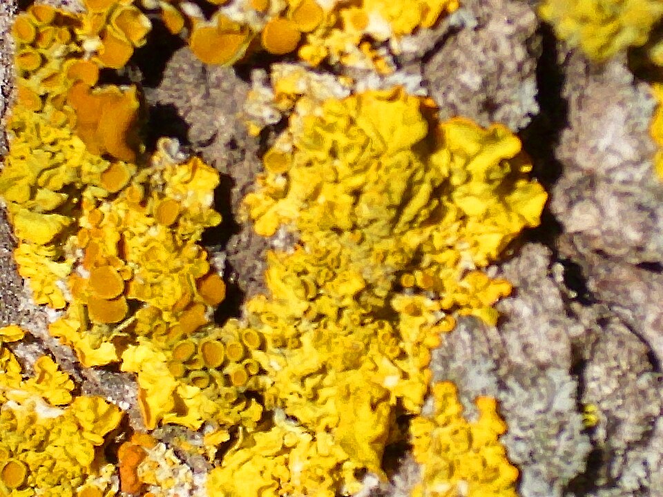Orange Wall Lichen photo 4