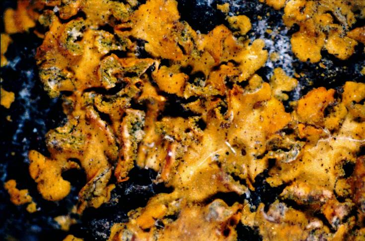 Orange Wall Lichen photo 5