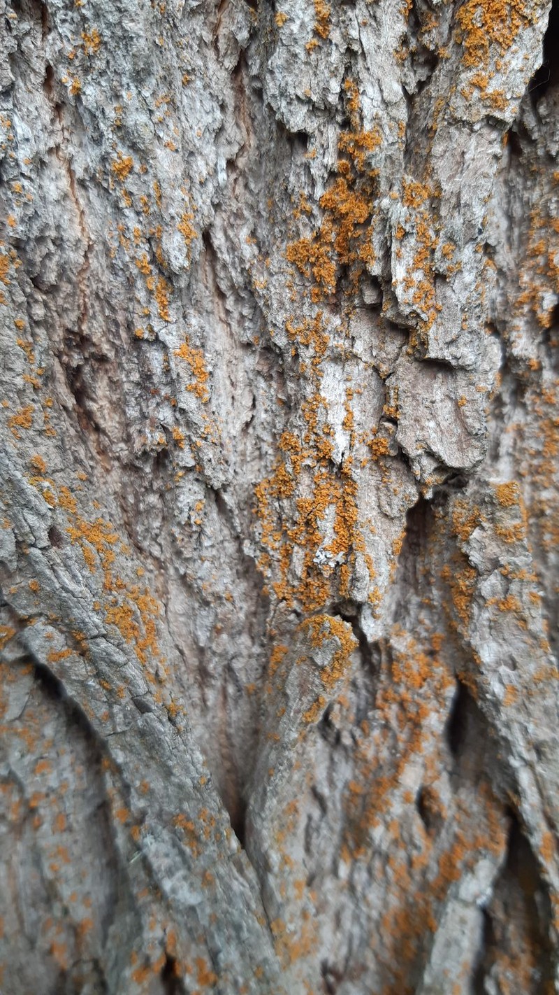 Orange Wall Lichen