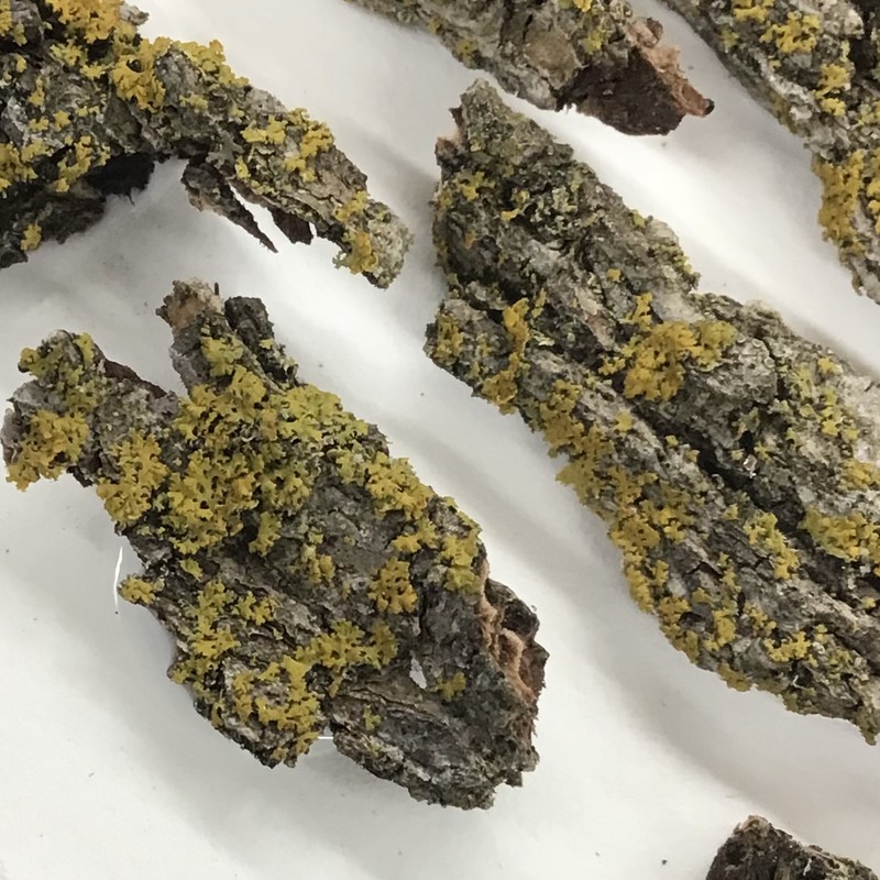 Orange Wall Lichen photo 2