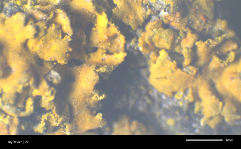 Orange Wall Lichen photo 3