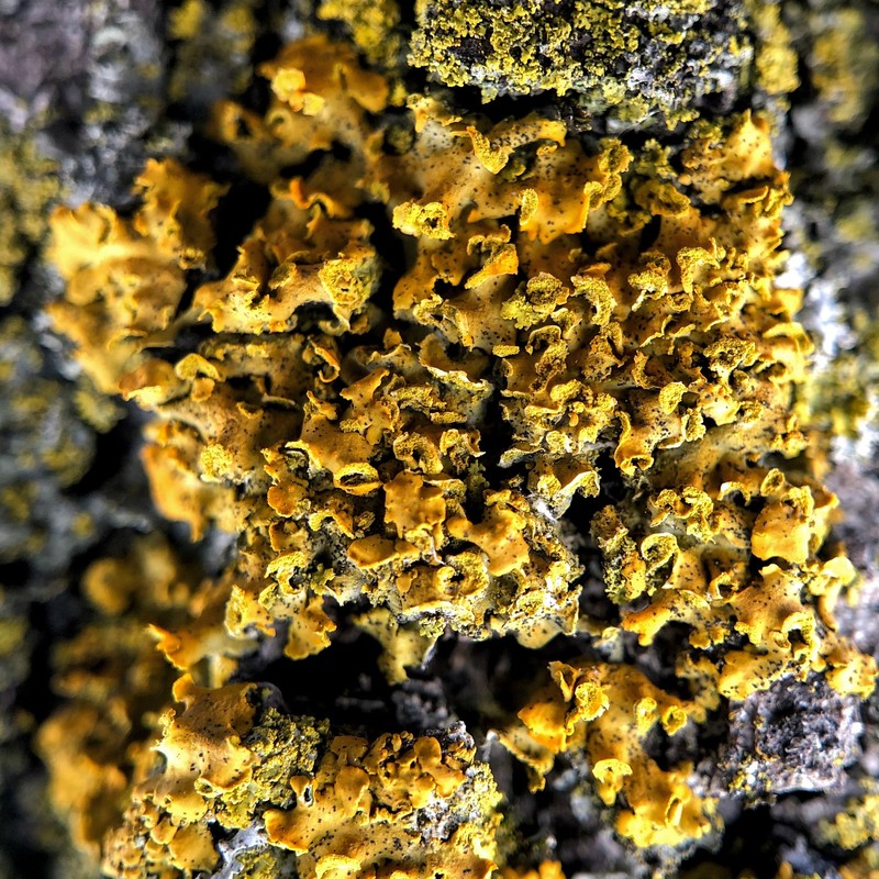 Orange Wall Lichen