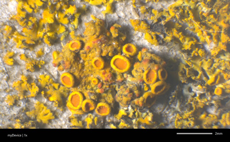 Xanthoria fulva