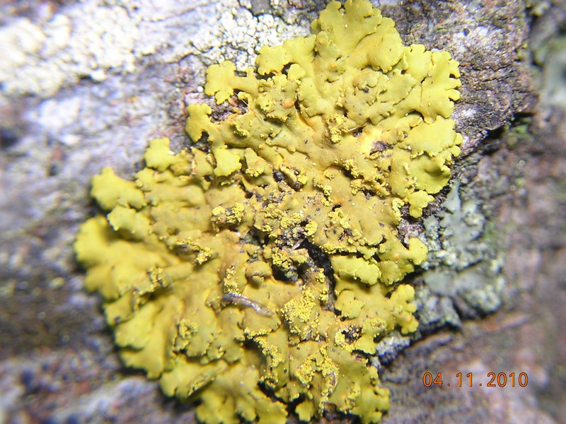 Xanthoria fulva