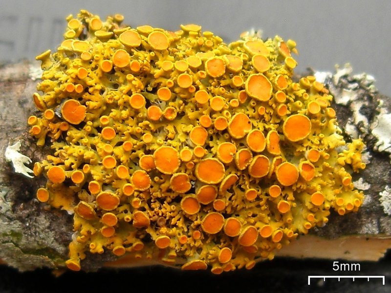 Hasse's Orange Wall Lichen