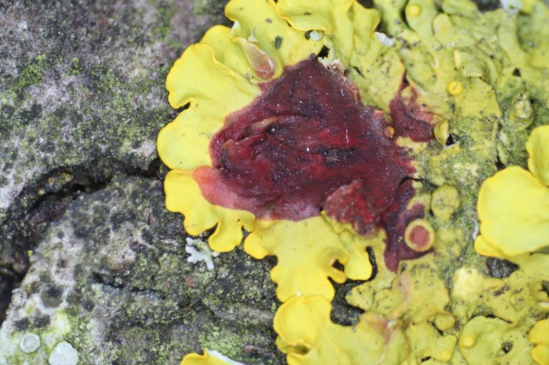 Orange Wall Lichen photo 7