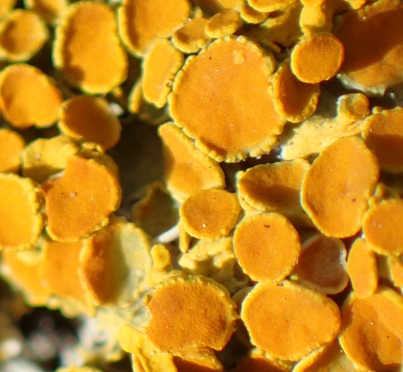 Orange Wall Lichen photo 8