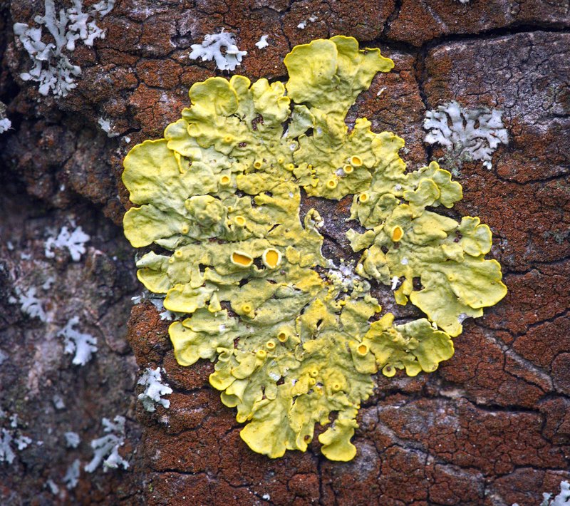 Orange Wall Lichen
