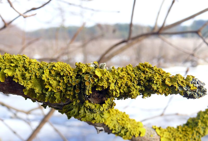 Orange Wall Lichen photo 2