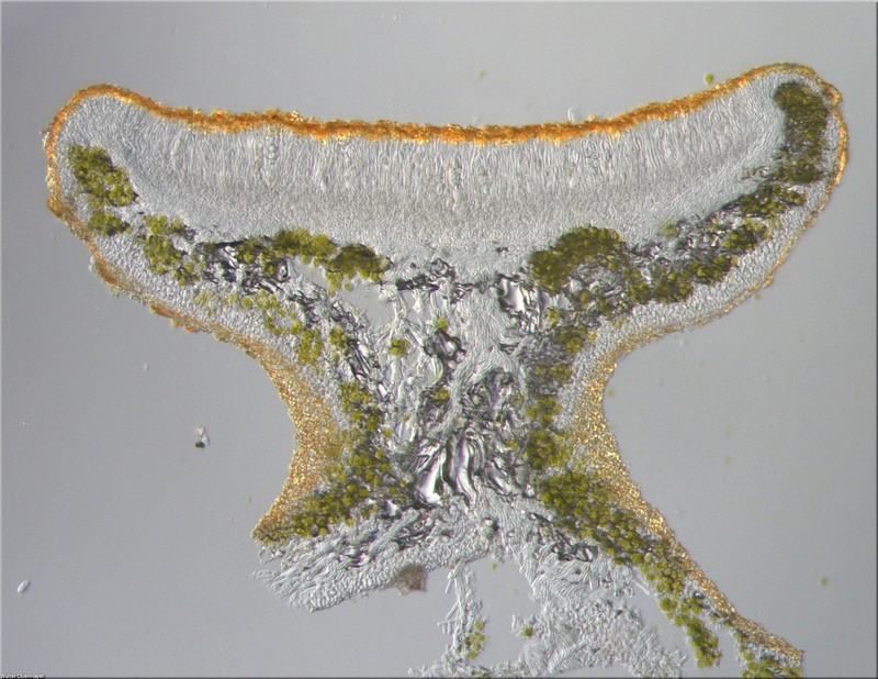 Orange Wall Lichen photo 5
