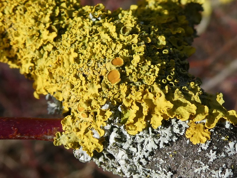 Orange Wall Lichen