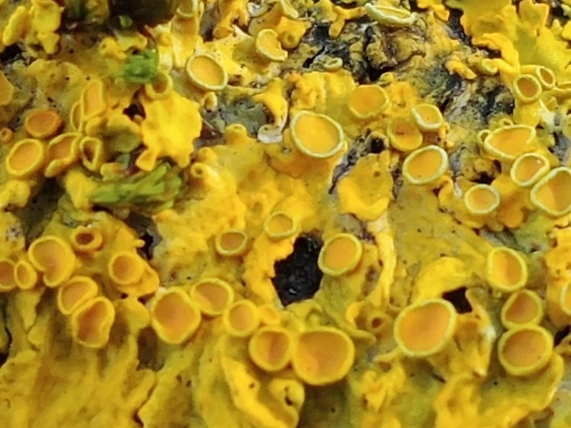 Orange Wall Lichen photo 2