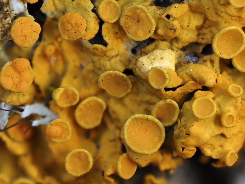 Orange Wall Lichen photo 3