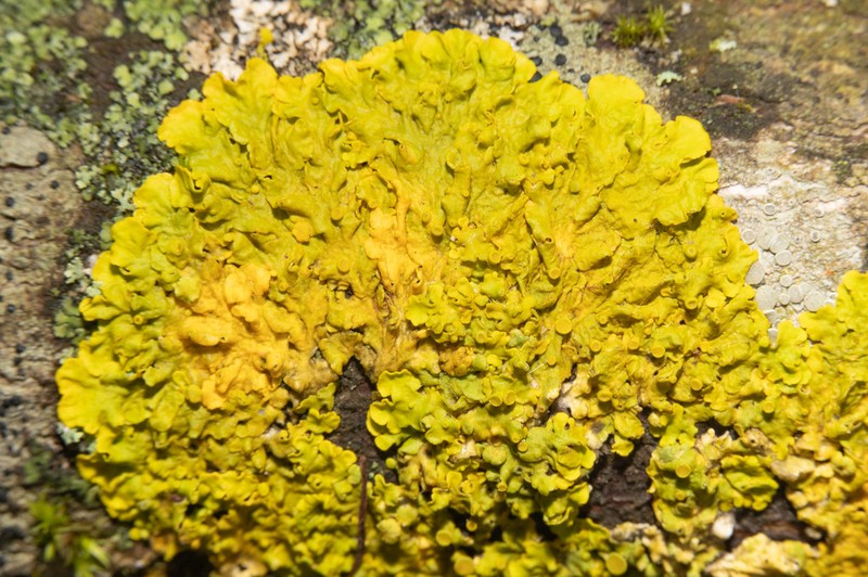 Orange Wall Lichen photo 5