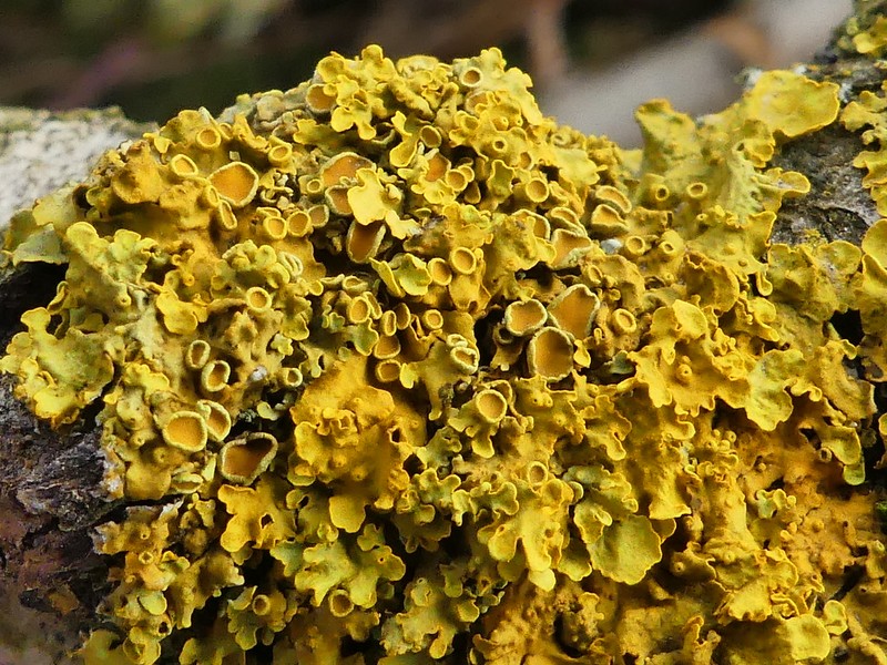 Orange Wall Lichen photo 6