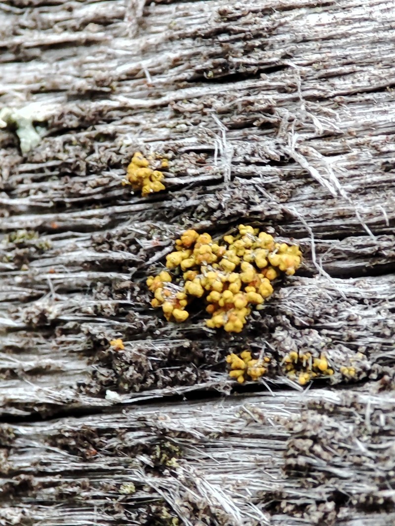 Orange Wall Lichen photo 7