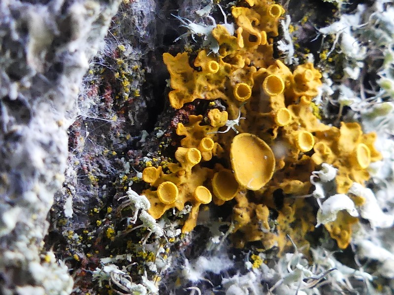 Orange Wall Lichen photo 8