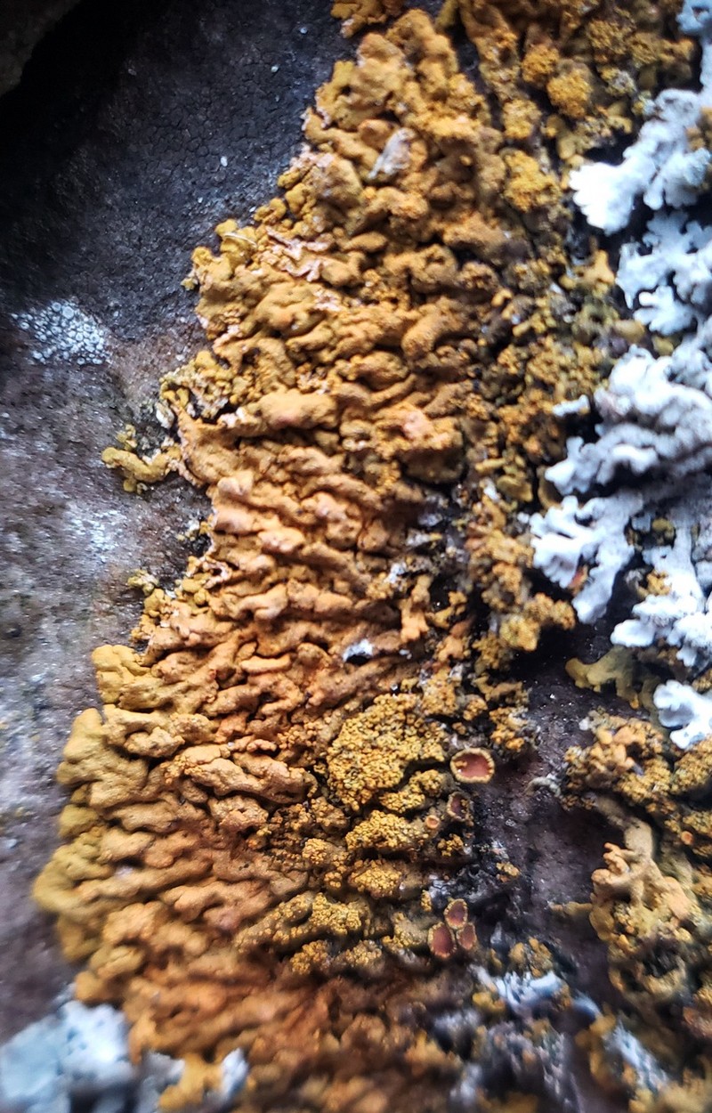 Orange Wall Lichen