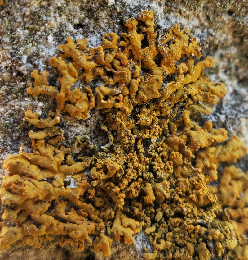Orange Wall Lichen photo 2