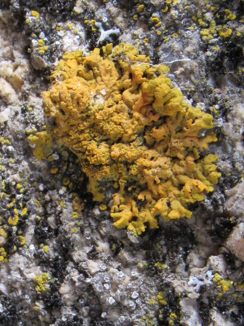 Orange Wall Lichen photo 3